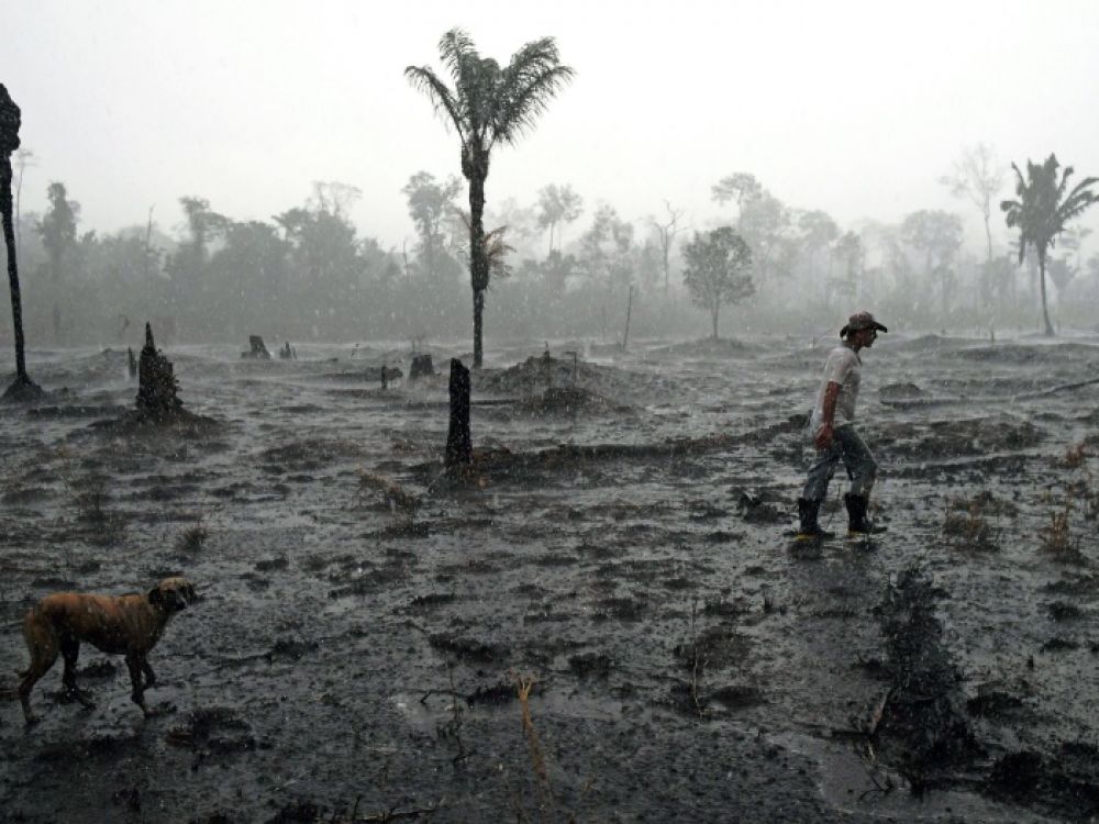 amazonie déforestation